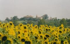Sunflowers field, Gers (650Ko)